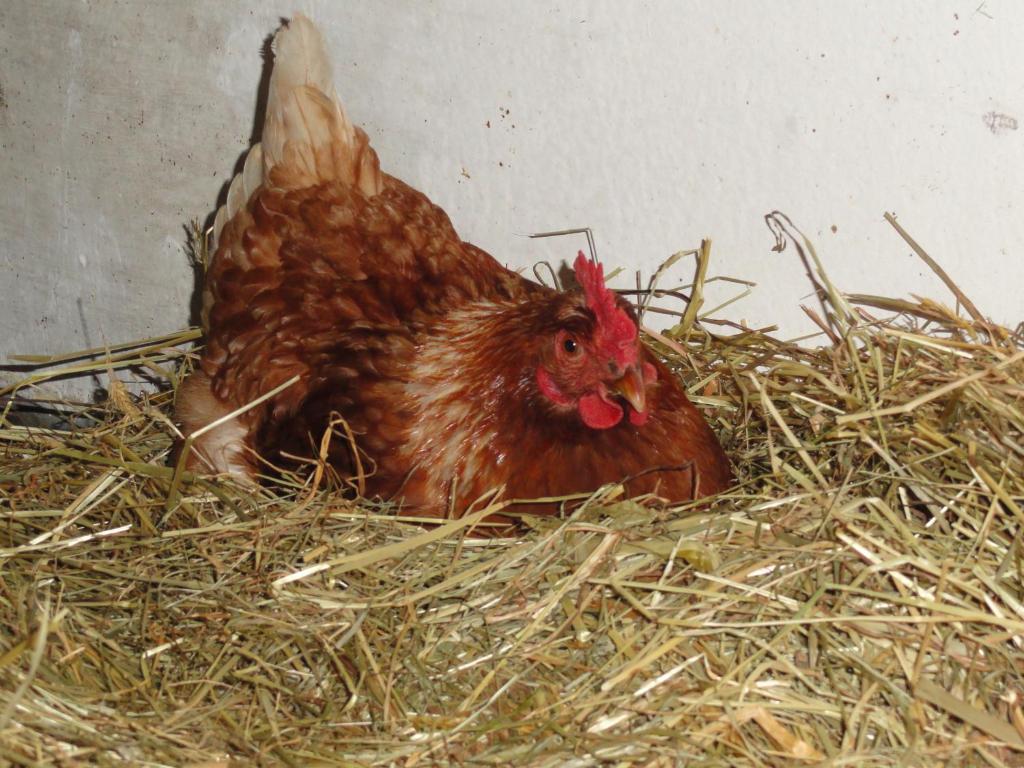 Baby- Und Kinderhof Aicherbauer Seeham Buitenkant foto